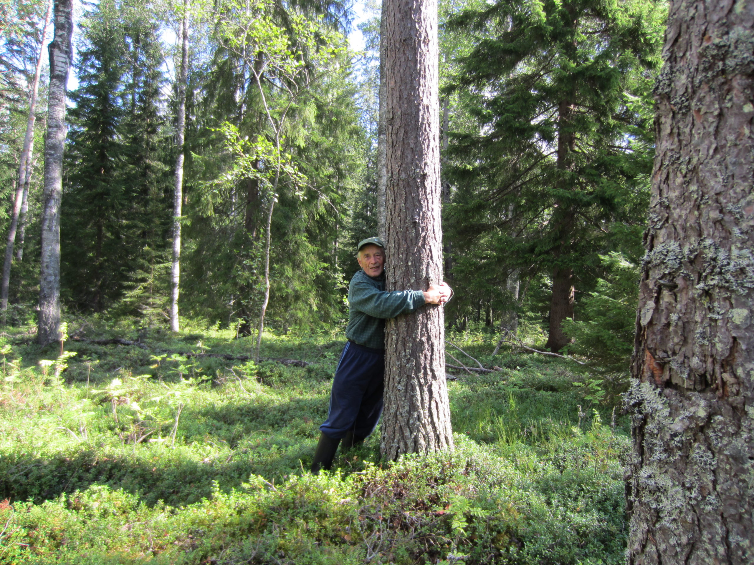 80-vuotias mies halaa mäntyä metsässä